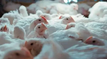 85 جنيهاً للكيلو.. تراجع مرتقب في أسعار الدواجن البيضاء خلال شهر رمضان بمنتصفه